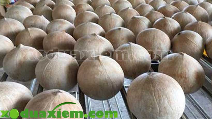 Dừa xiêm sọ bến tre giá sỉ rẻ